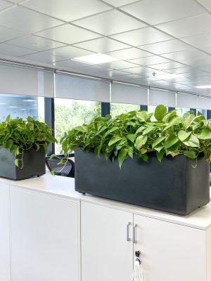 Potus en jardinera autoriego