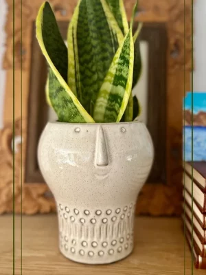 Carita con Sanseviera