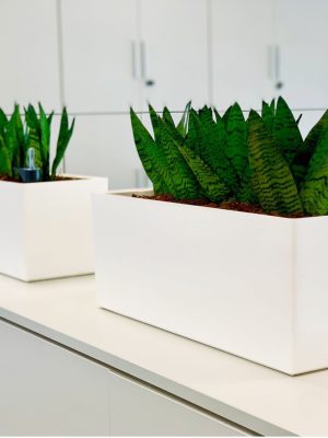 Potus en jardinera autoriego