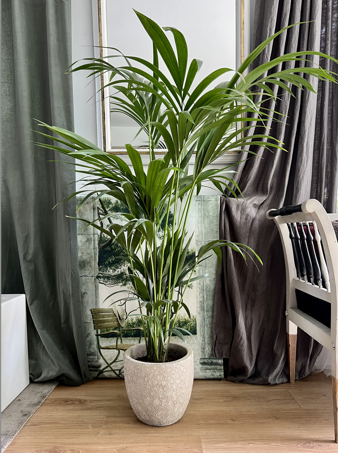 KENTIA MACETA LUNAR2