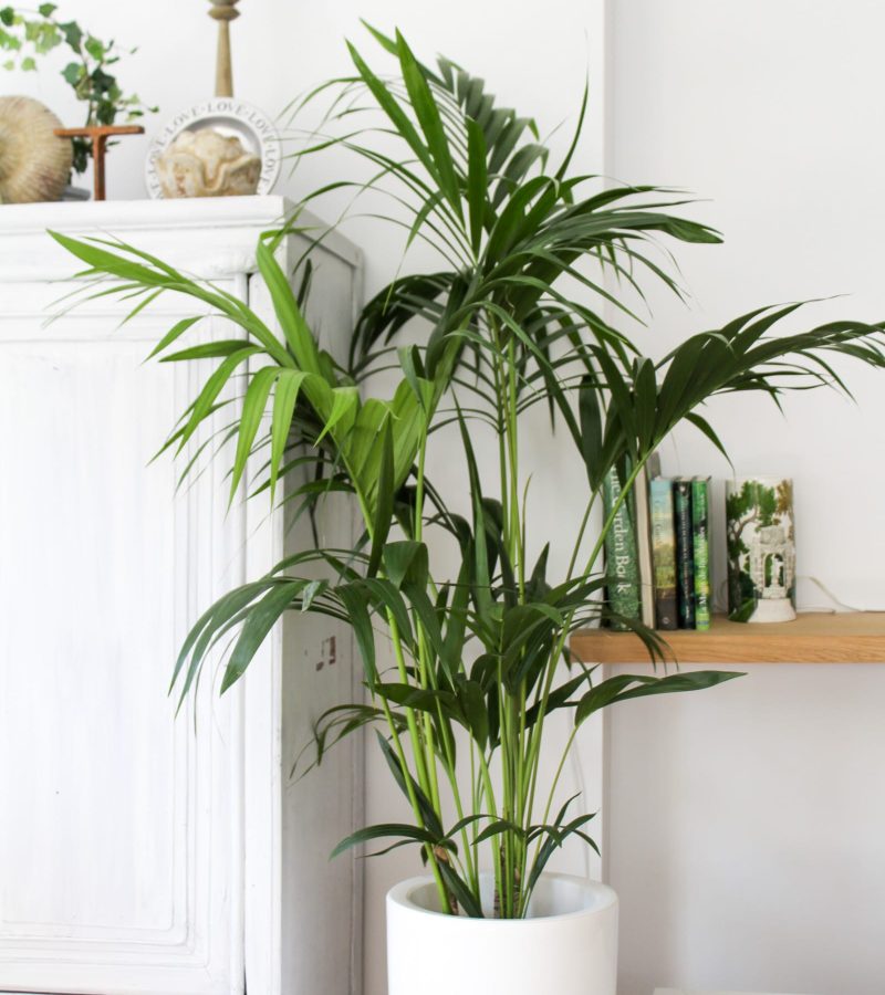 INOUT-KENTIA-ALTA-PLANTAS-DE-INTERIOR_14